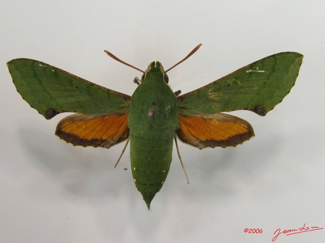 003 Heterocera (FD) Sphingidae Basiothia medea IMG_2630WTMK.JPG