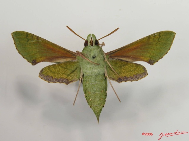 004 Heterocera (FV) Sphingidae Basiothia medea IMG_2624WTMK.JPG