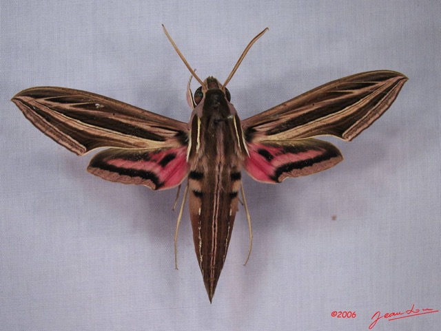 005 Heterocera (FD) Sphingidae Hippotion osiris IMG_3018WTMK.JPG