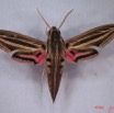 005 Heterocera (FD) Sphingidae Hippotion osiris IMG_3018WTMK.JPG