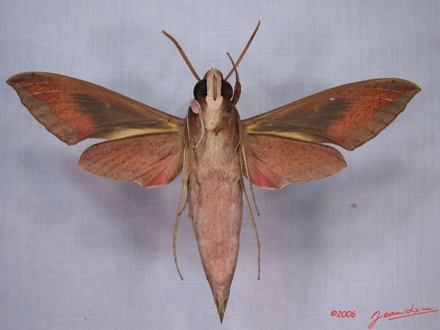 006 Heterocera (FV) Sphingidae Hippotion osiris IMG_3019WTMK.JPG