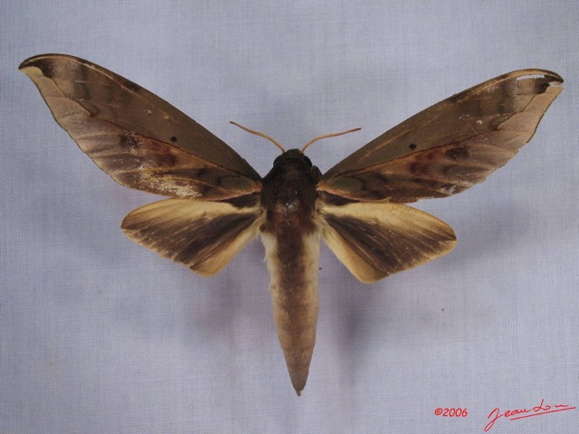 007 Heterocera (FD) Sphingidae Phylloxyphia oberthueri IMG_3266WTMK.JPG