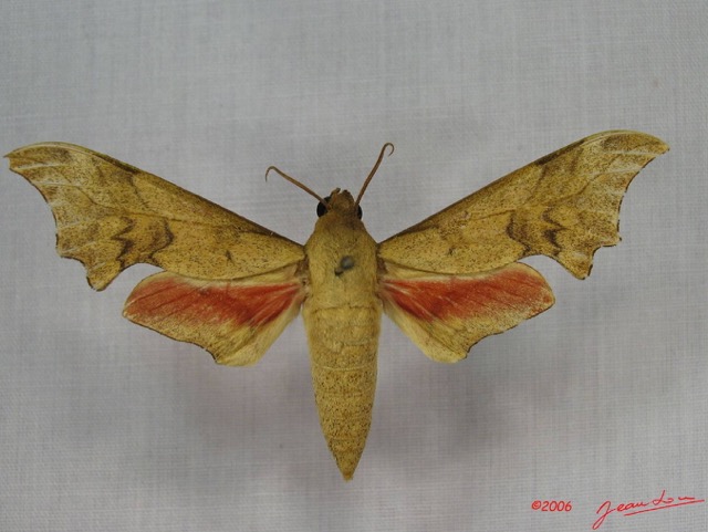 009 Heterocera (FD) Sphingidae Phylloxiphia illustris IMG_3544WTMK.JPG