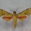 009 Heterocera (FD) Sphingidae Phylloxiphia illustris IMG_3544WTMK.JPG