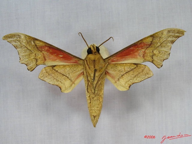 010 Heterocera (FV) Sphingidae Phylloxiphia illustris IMG_3545WTMK.JPG