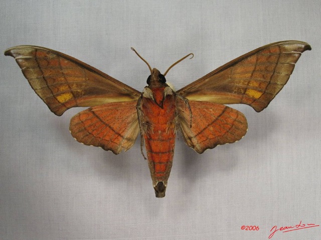 012 Heterocera (FV) Sphingidae Polyptichus Trisecta m IMG_3547WTMK.JPG