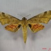 013 Heterocera (FD) Sphingidae Platyshinx constrigilis IMG_3549WTMK.JPG