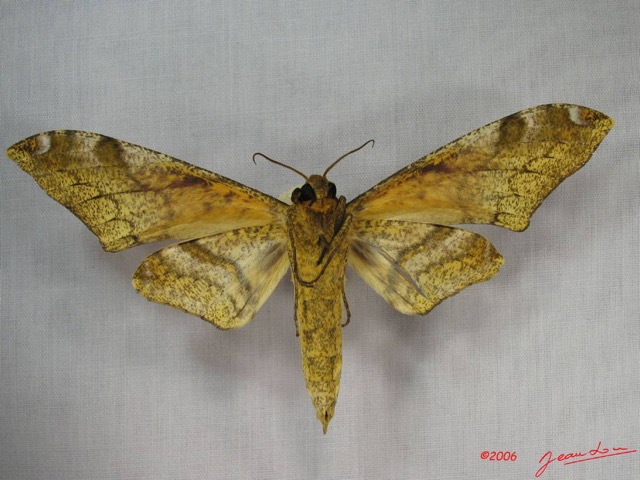 014 Heterocera (FV) Sphingidae Platyshinx constrigilis IMG_3550WTMK.JPG