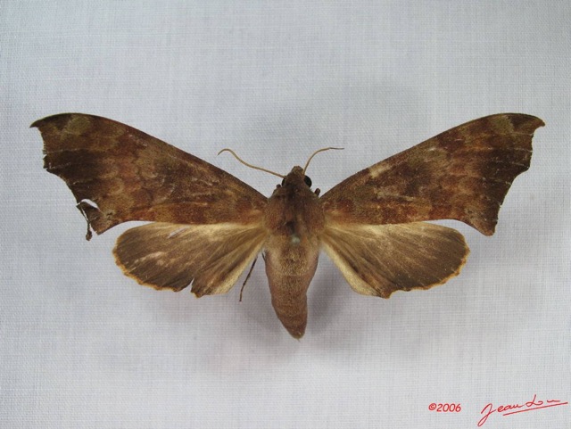 017 Heterocera (FV) Sphingidae IMG_3557WTMK.JPG