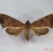 017 Heterocera (FV) Sphingidae IMG_3557WTMK.JPG