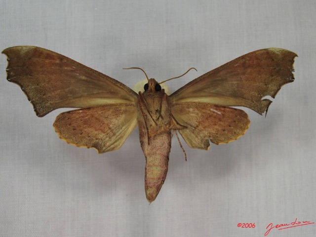 018 Heterocera (FD) Sphingidae IMG_3555WTMK.JPG