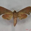 018 Heterocera (FD) Sphingidae IMG_3555WTMK.JPG