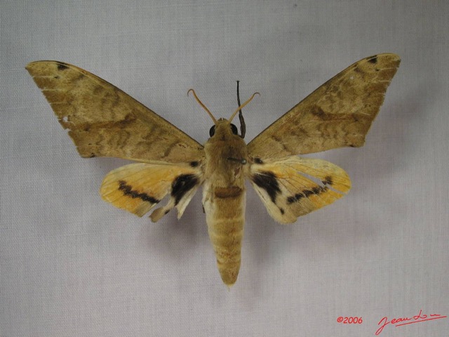 019 Heterocera (FD) Sphingidae Pseudoclanis admatha IMG_3616WTMK.JPG