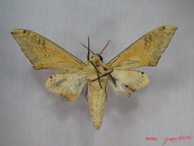 020 Heterocera (FV) Sphingidae Pseudoclanis admatha IMG_3617WTMK.JPG