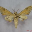 020 Heterocera (FV) Sphingidae Pseudoclanis admatha IMG_3617WTMK.JPG
