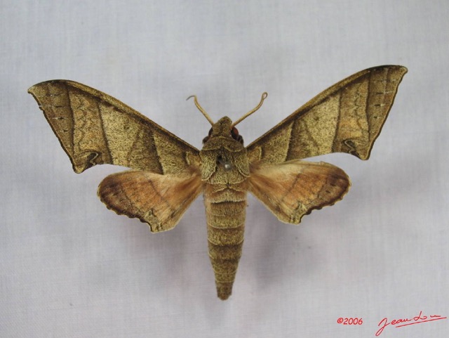 021 Heterocera (FD) Sphingidae Polyptychus orthographus IMG_3618WTMK.JPG