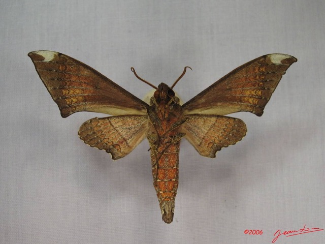 022 Heterocera (FV) Sphingidae Polyptychus orthographus IMG_3620WTMK.JPG