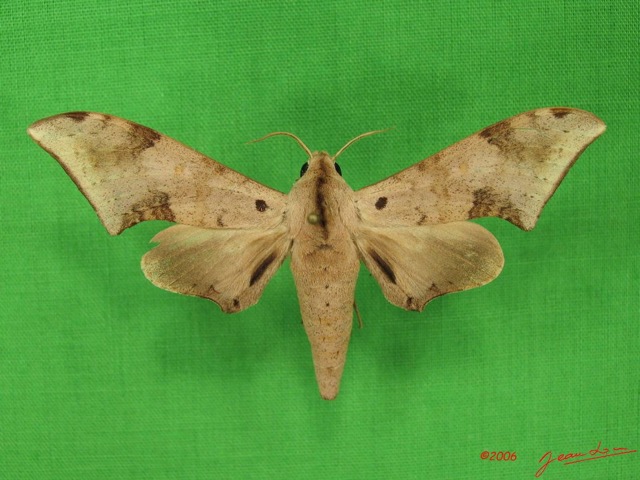 025 Heterocera (FD) Sphingidae Polyptychus retusus IMG_3844WTMK.JPG