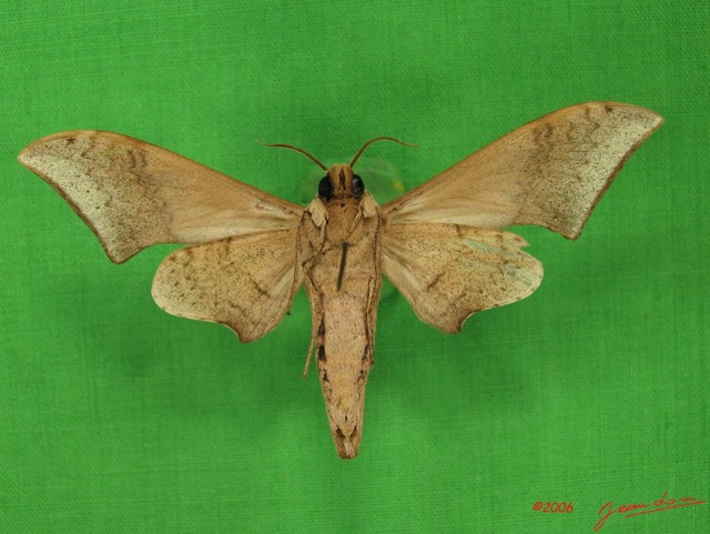 026 Heterocera (FV) Sphingidae Polyptychus retusus IMG_3845WTMK.JPG