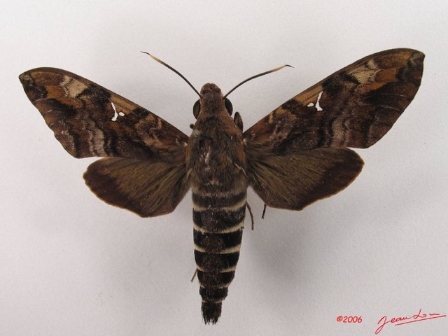 029 Heterocera (FD) Sphingidae Nephele accentifera IMG_4285WTMK.JPG