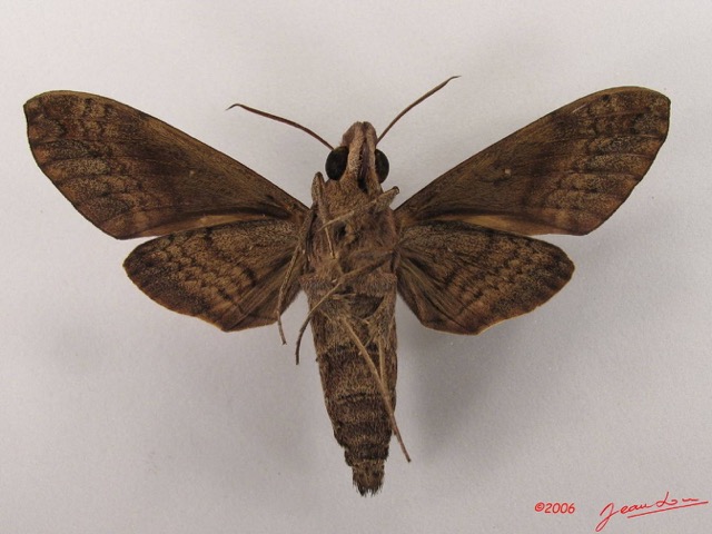 030 Heterocera (FV) Sphingidae Nephele accentifera IMG_4286WTMK.JPG