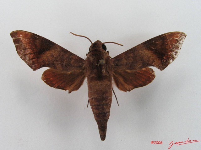 033 Heterocera (FD) Sphingidae Temnora funebris IMG_4296WTMK.JPG