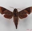 033 Heterocera (FD) Sphingidae Temnora funebris IMG_4296WTMK.JPG