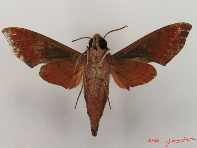 034 Heterocera (FV) Sphingidae Temnora funebris IMG_4297WTMK.JPG
