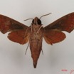 034 Heterocera (FV) Sphingidae Temnora funebris IMG_4297WTMK.JPG