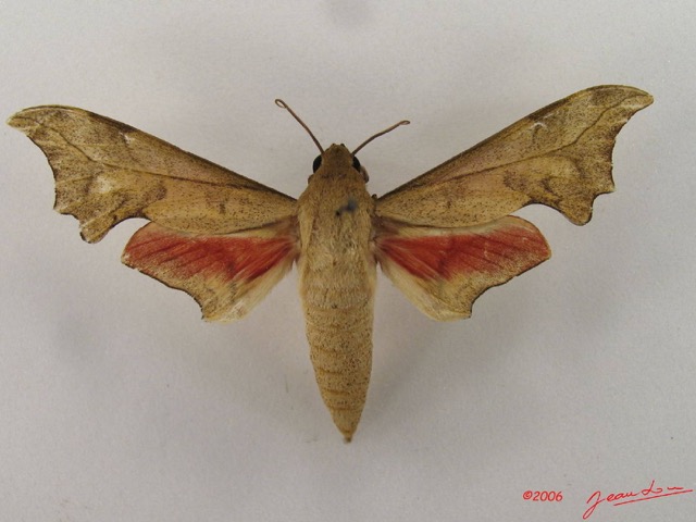 035 Heterocera (FD) Sphingidae Phylloxiphia illustris IMG_4337WTMK.JPG