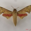 035 Heterocera (FD) Sphingidae Phylloxiphia illustris IMG_4337WTMK.JPG