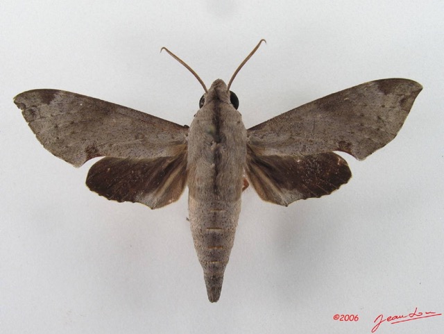 037 Heterocera (FD) Sphingidae Temnora livida IMG_4339WTMK.JPG
