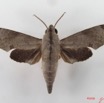 037 Heterocera (FD) Sphingidae Temnora livida IMG_4339WTMK.JPG