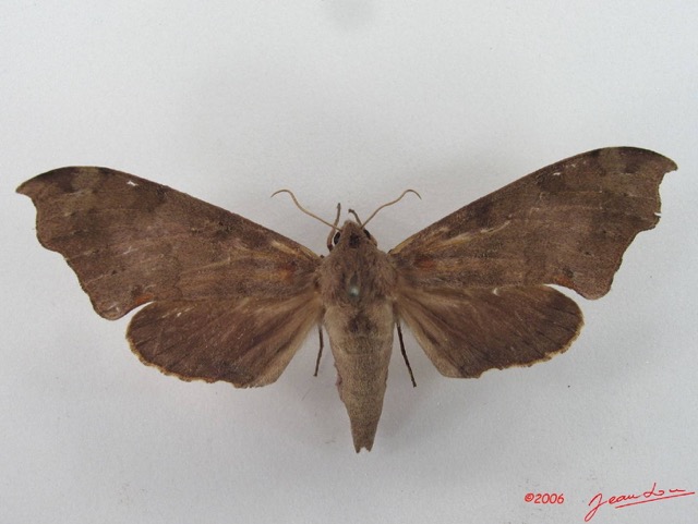 039 Heterocera (FD) Sphingidae IMG_4351WTMK.JPG