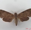 039 Heterocera (FD) Sphingidae IMG_4351WTMK.JPG