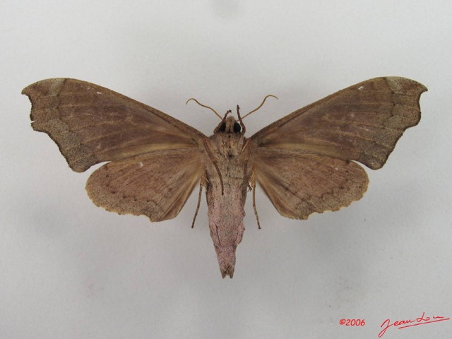 040 Heterocera (FV) Sphingidae IMG_4352WTMK.JPG