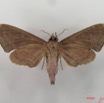 040 Heterocera (FV) Sphingidae IMG_4352WTMK.JPG