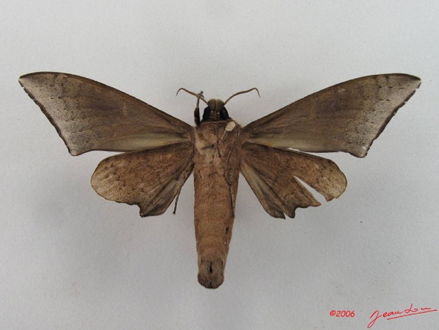 042 Heterocera (FV) Sphingidae Neopolyptichus sp IMG_4362WTMK.JPG