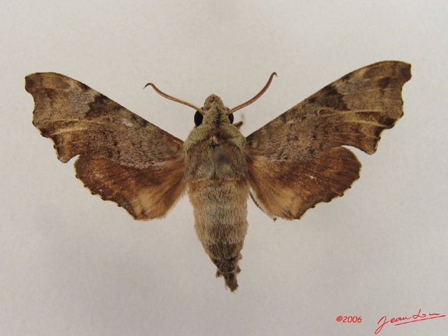 045 Heterocera (FD) Sphingidae Temnora sp m IMG_4399WTMK.JPG