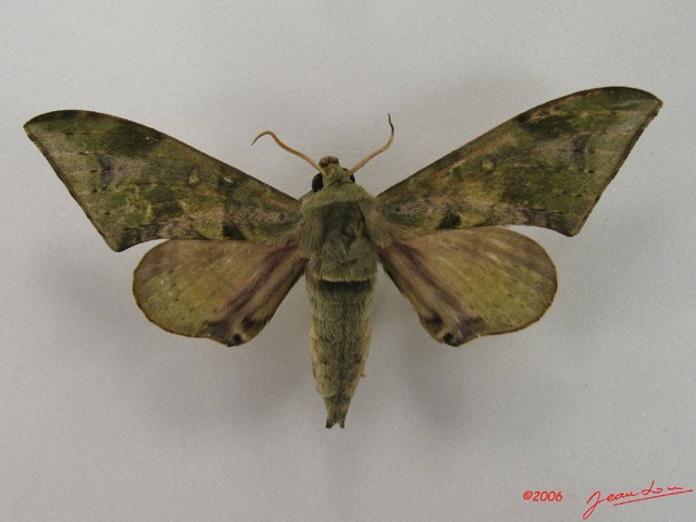 047 Heterocera (FD) Sphingidae IMG_4432WTMK.JPG