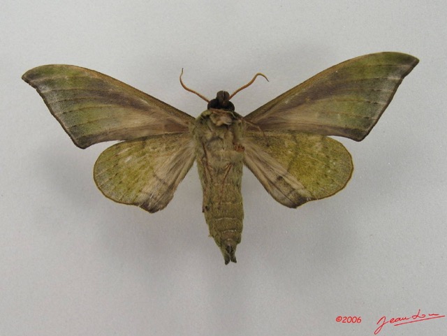 048 Heterocera (FV) Sphingidae IMG_4436WTMK.JPG