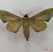 048 Heterocera (FV) Sphingidae IMG_4436WTMK.JPG