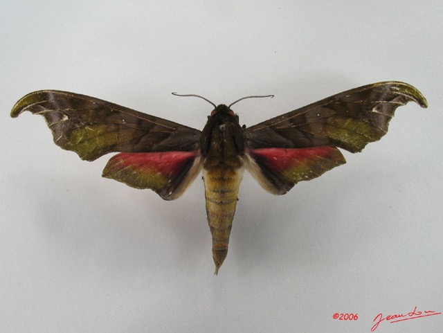 049 Heterocera (FD) Sphingidae IMG_4442WTMK.JPG