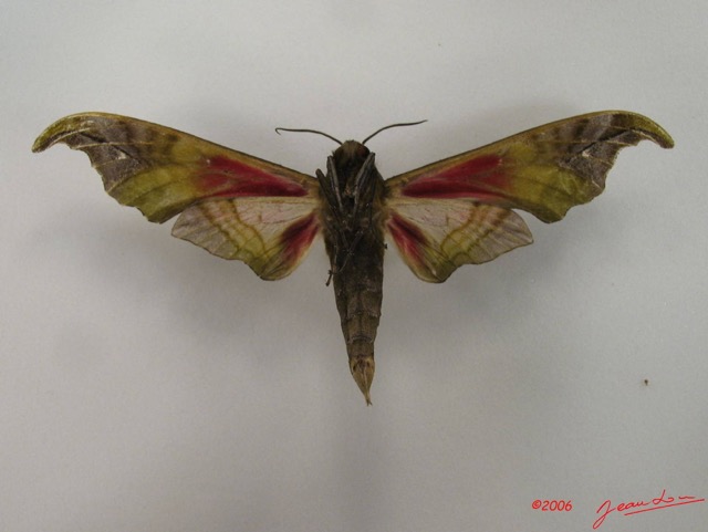 050 Heterocera (FV) Sphingidae IMG_4443WTMK.JPG