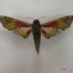 050 Heterocera (FV) Sphingidae IMG_4443WTMK.JPG