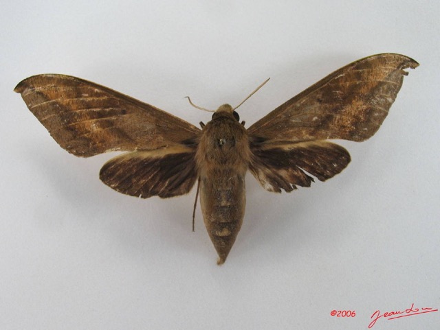 051 Heterocera (FD) Sphingidae IMG_4485WTMK.JPG