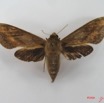 051 Heterocera (FD) Sphingidae IMG_4485WTMK.JPG