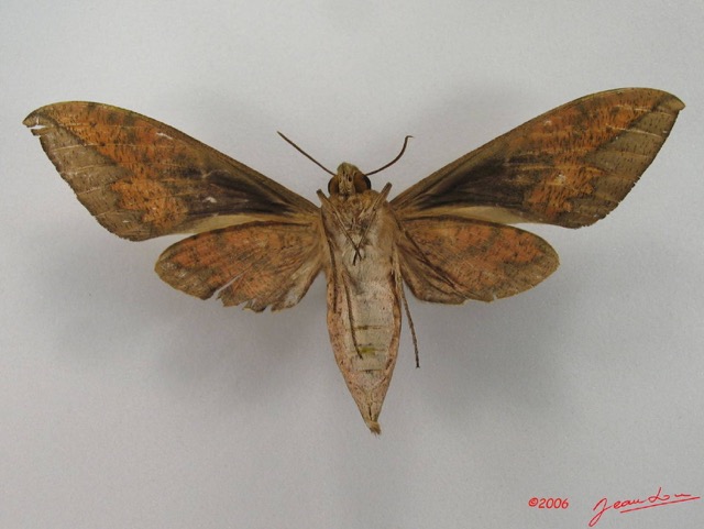 052 Heterocera (FV) Sphingidae IMG_4486WTMK.JPG