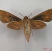 052 Heterocera (FV) Sphingidae IMG_4486WTMK.JPG