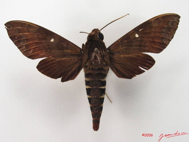 053 Heterocera (FD) Sphingidae IMG_4490WTMK.JPG